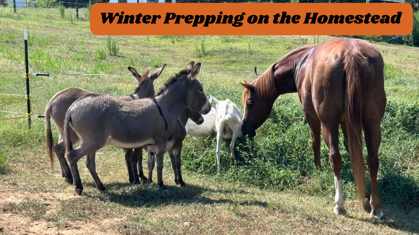 **Preparing Your Homestead for Winter: Essential Tips for Cold-Weather Survival**